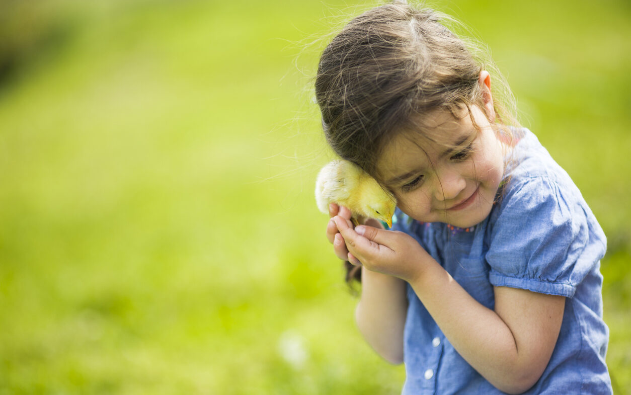 A young girl with brown hair gently holds a yellow chick in her hands