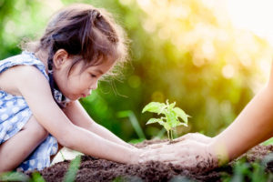 A young girl with dark hair helps plant a seedling in the soil