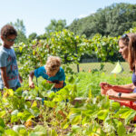 Two young boys and a female teacher in a vegetable garden